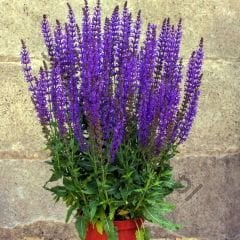 Tıbbi Adaçayı Tohumu – Salvia nemorosa blue