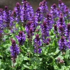 Tıbbi Adaçayı Tohumu – Salvia nemorosa blue