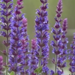 Tıbbi Adaçayı Tohumu – Salvia nemorosa blue