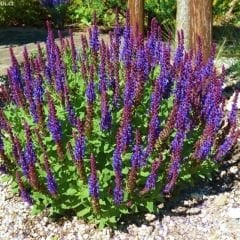 Tıbbi Adaçayı Tohumu – Salvia nemorosa blue