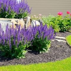 Tıbbi Adaçayı Tohumu – Salvia nemorosa blue