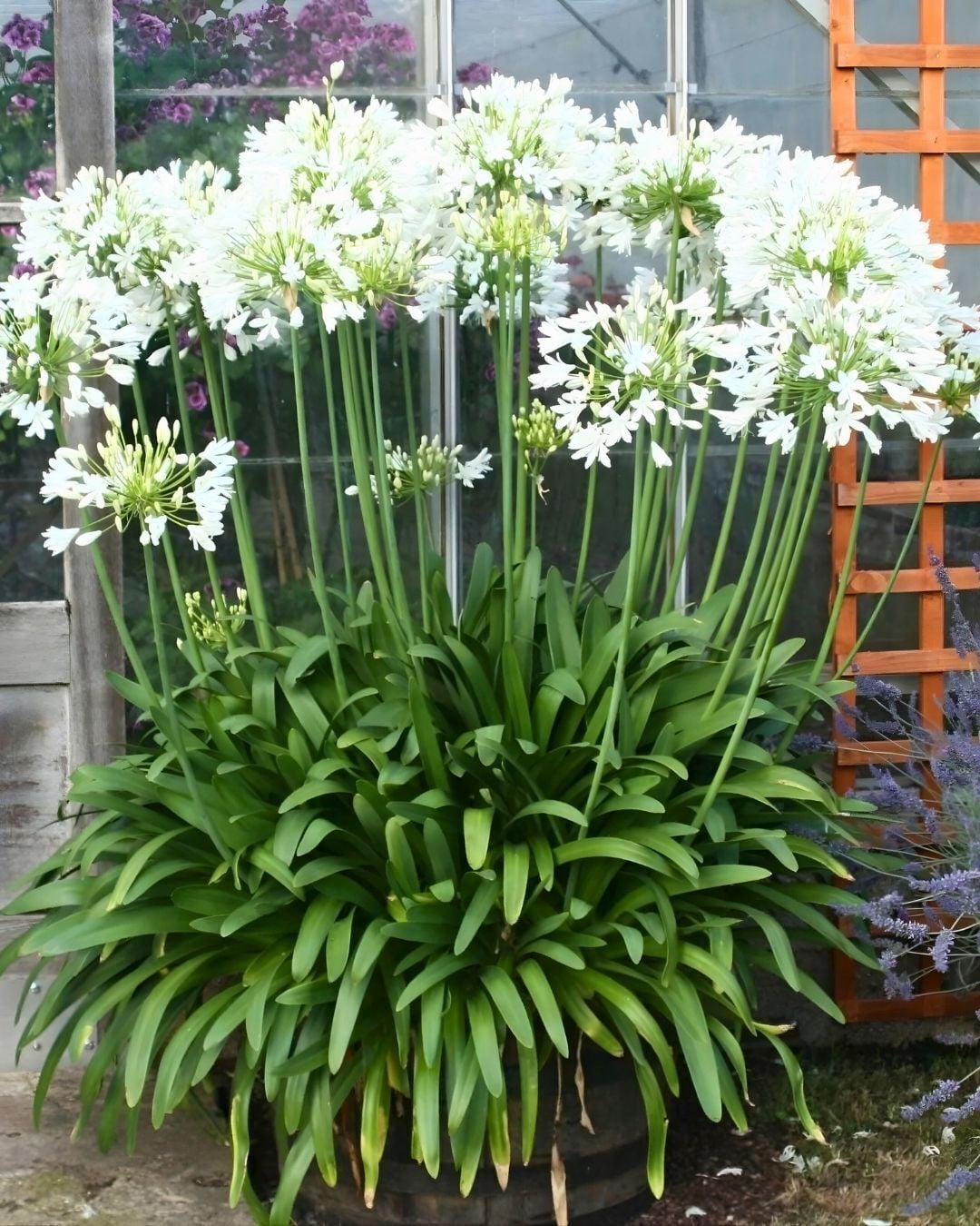 Afrika Zambağı Fidanı - Agapanthus Africanus Volendam - Beyaz
