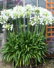 Afrika Zambağı Fidanı - Agapanthus Africanus Volendam - Beyaz