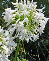 Afrika Zambağı Fidanı - Agapanthus Africanus Volendam - Beyaz