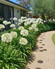Afrika Zambağı Fidanı - Agapanthus Africanus Volendam - Beyaz