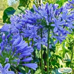 Afrika Zambağı Fidanı - Agapanthus Africanus Dr Brouwer - Mavi