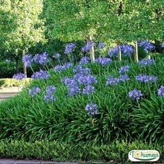 Afrika Zambağı Fidanı - Agapanthus Africanus Dr Brouwer - Mavi