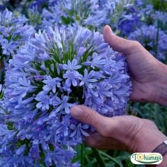 Afrika Zambağı Fidanı - Agapanthus Africanus Dr Brouwer - Mavi