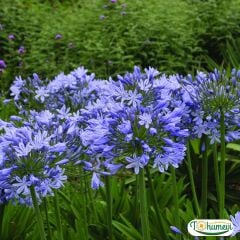 Afrika Zambağı Fidanı - Agapanthus Africanus Dr Brouwer - Mavi