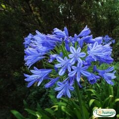 Afrika Zambağı Fidanı - Agapanthus Africanus Dr Brouwer - Mavi