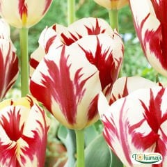 Grande perfection Lale Soğanı – Tulipa