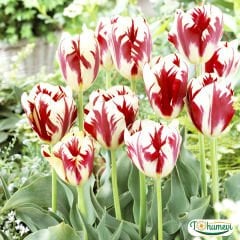 Grande perfection Lale Soğanı – Tulipa
