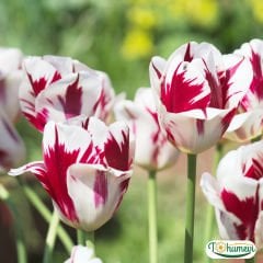 Grande perfection Lale Soğanı – Tulipa