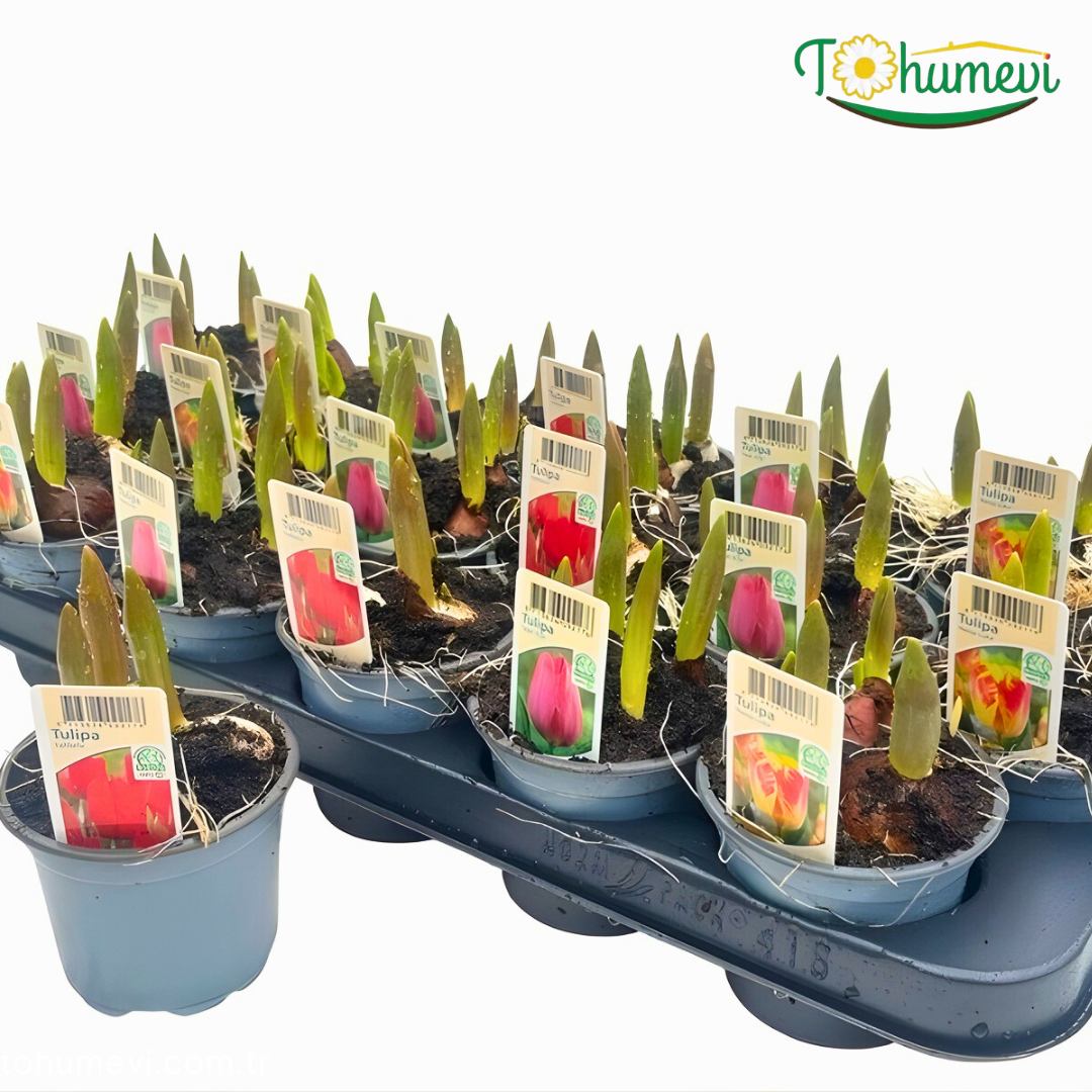 Lale Saksıda 3 lü Dikim – Tulipa