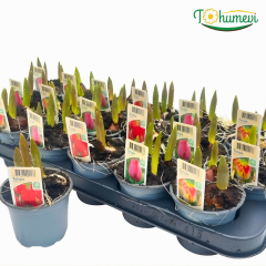 Lale Saksıda 3 lü Dikim – Tulipa