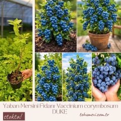 Yaban Mersini Fidanı (Vaccinium corymbosum DUKE) – 3 Yaş İthal