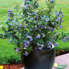 Yaban Mersini Fidanı (Vaccinium corymbosum DUKE) – 3 Yaş İthal