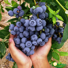 Yaban Mersini Fidanı (Vaccinium corymbosum DUKE) – 3 Yaş İthal