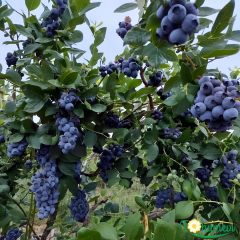 Yaban Mersini Fidanı (Vaccinium corymbosum DUKE) – 3 Yaş İthal