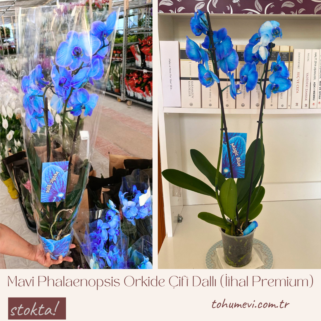 Mavi Phalaenopsis Orkide Çift Dallı (İthal Premium)