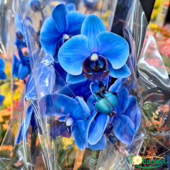 Mavi Phalaenopsis Orkide Çift Dallı (İthal Premium)