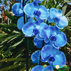 Mavi Phalaenopsis Orkide Çift Dallı (İthal Premium)
