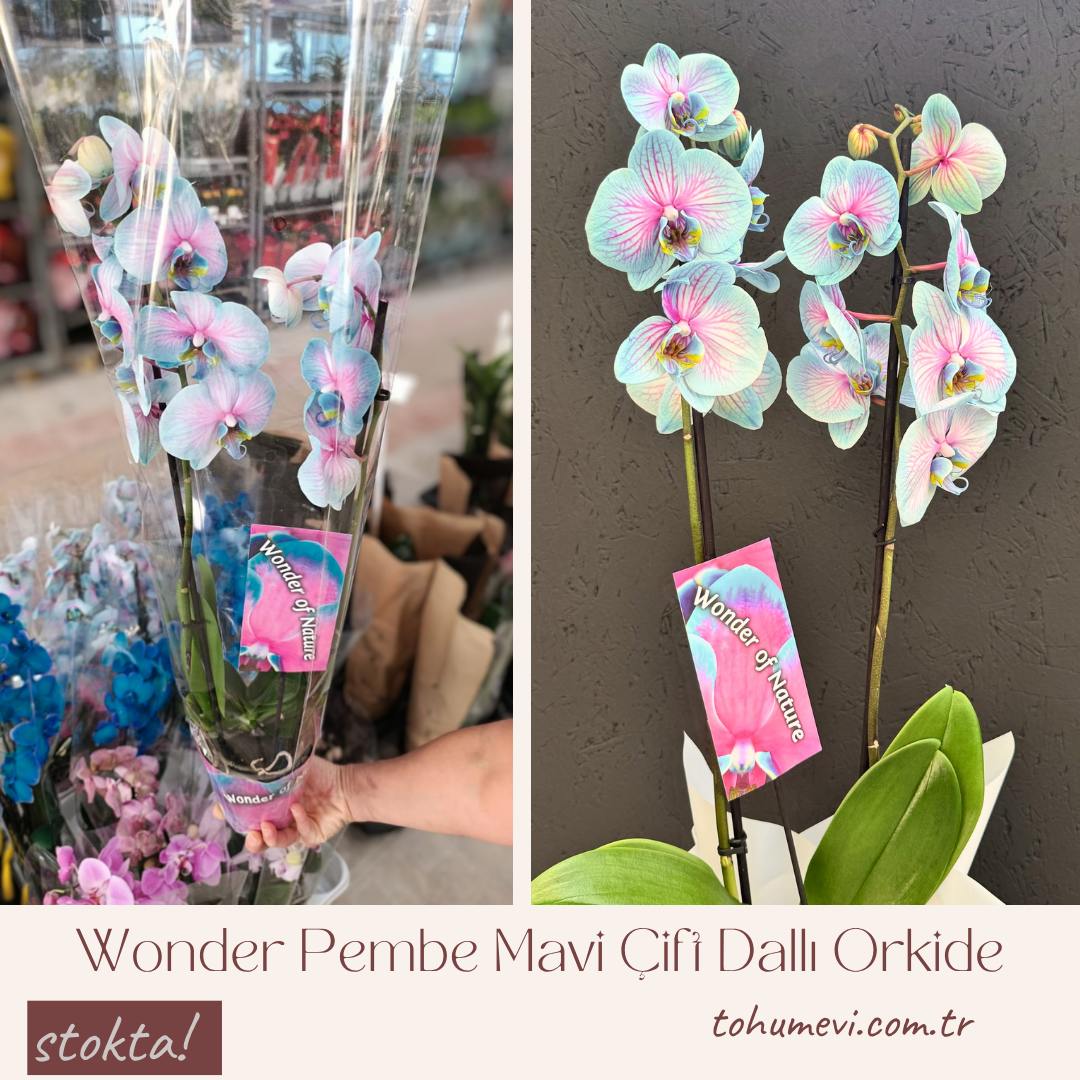 Wonder Pembe Mavi 2 Dallı Orkide