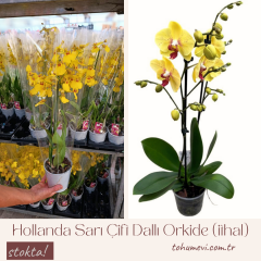 Hollanda Sarı Çift Dallı Orkide (ithal)