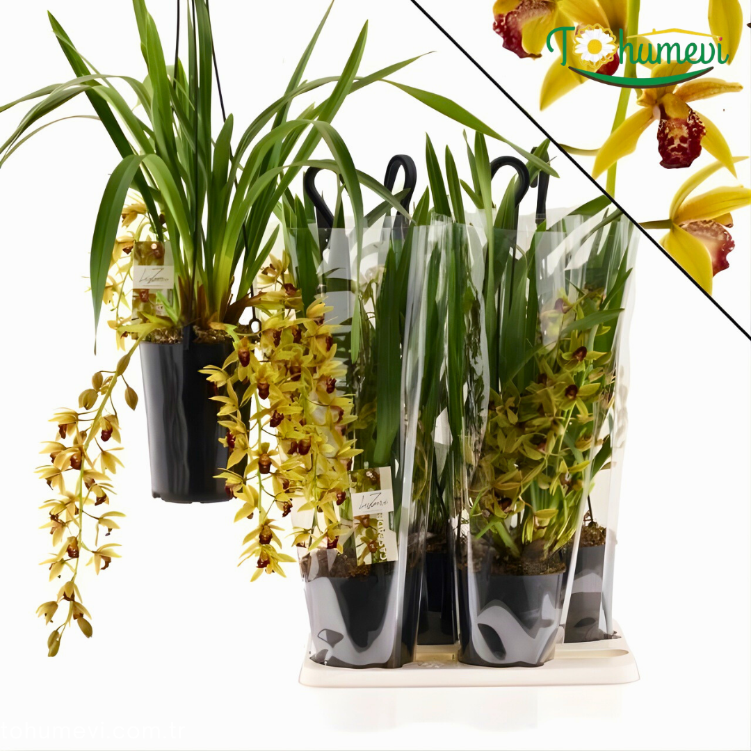 Orkide Cymbidium 'Auburn' – Simbidyum Orkide - 14 cm Saksıda
