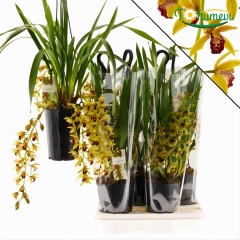 Orkide Cymbidium 'Auburn' – Simbidyum Orkide - 14 cm Saksıda