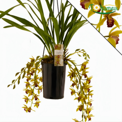 Orkide Cymbidium 'Auburn' – Simbidyum Orkide - 14 cm Saksıda