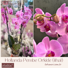 Hollanda Pembe Çift Dallı Orkide (ithal)