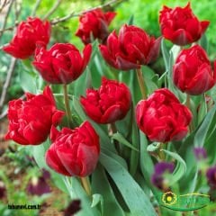 ﻿Miranda Lale Soğanı – Tulipa