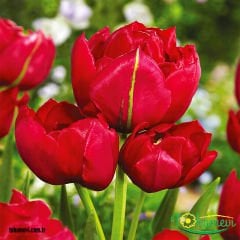﻿Miranda Lale Soğanı – Tulipa