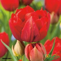 ﻿Miranda Lale Soğanı – Tulipa