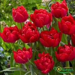 ﻿Miranda Lale Soğanı – Tulipa