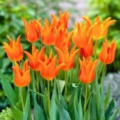 Ballerina Lale Soğanı Turuncu