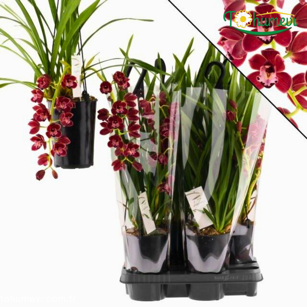 Orkide Cymbidium 'Fido'  – Simbidyum Orkide - 14 cm Saksıda