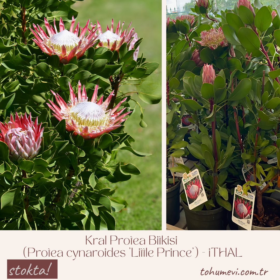 Kral Protea Bitkisi (Protea cynaroides 'Little Prince') – 40–60 cm İthal Saksıda