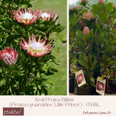 Kral Protea Bitkisi (Protea cynaroides 'Little Prince') – 40–60 cm İthal Saksıda
