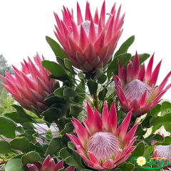 Kral Protea Bitkisi (Protea cynaroides 'Little Prince') – 40–60 cm İthal Saksıda