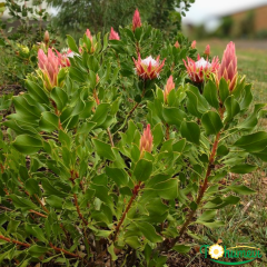 Kral Protea Bitkisi (Protea cynaroides 'Little Prince') – 40–60 cm İthal Saksıda