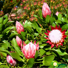 Kral Protea Bitkisi (Protea cynaroides 'Little Prince') – 40–60 cm İthal Saksıda