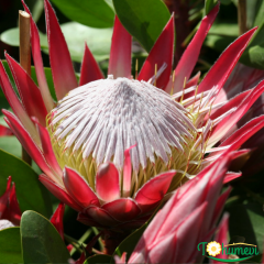 Kral Protea Bitkisi (Protea cynaroides 'Little Prince') – 40–60 cm İthal Saksıda