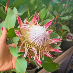 Kral Protea Bitkisi (Protea cynaroides 'Little Prince') – 40–60 cm İthal Saksıda