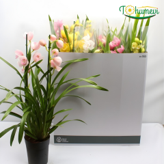 Orkide Cymbidium – Simbidyum Orkide - 14 cm Saksıda