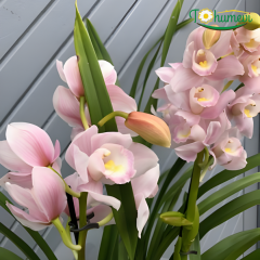 Orkide Cymbidium – Simbidyum Orkide - 14 cm Saksıda
