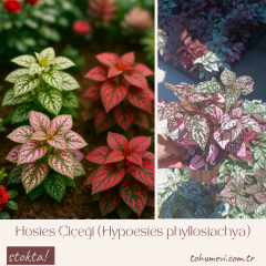 Hostes Çiçeği (Hypoestes phyllostachya) – 12 cm Saksıda
