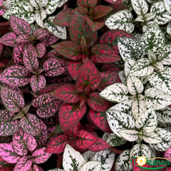 Hostes Çiçeği (Hypoestes phyllostachya) – 12 cm Saksıda