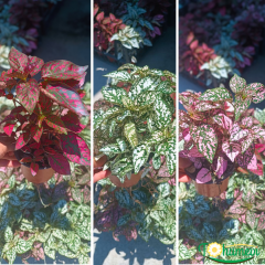 Hostes Çiçeği (Hypoestes phyllostachya) – 12 cm Saksıda